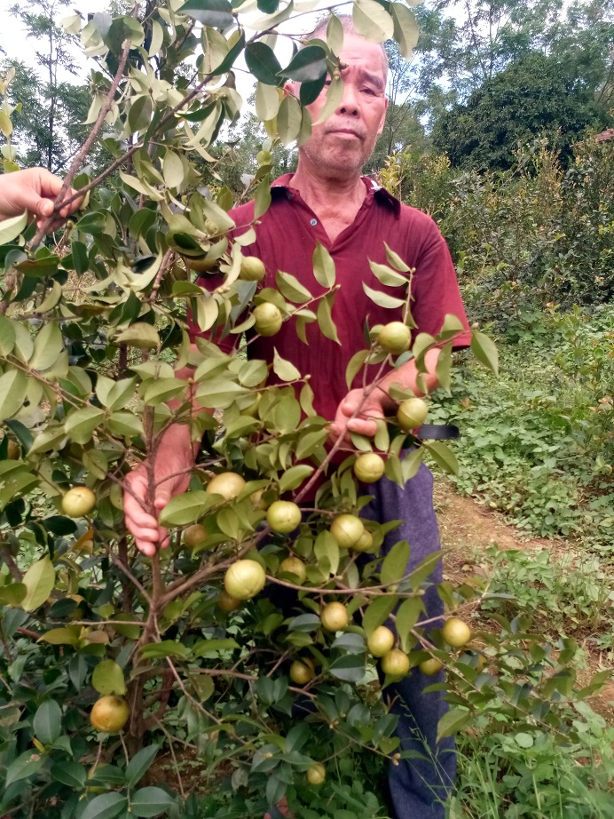 武宣东乡刘氏农户种植已有收获