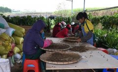 岑软油茶苗繁育