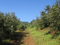 油茶造林技术